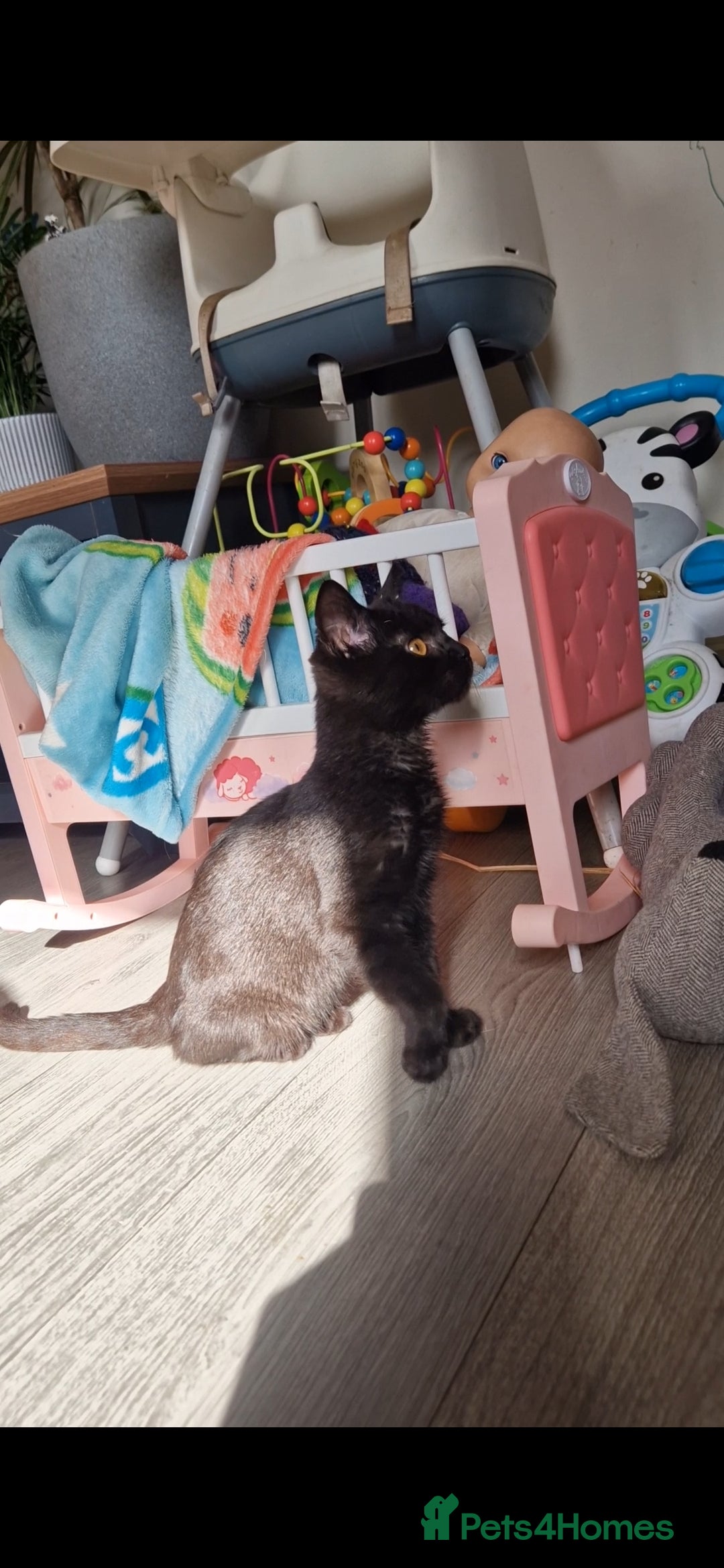 Scottish Fold cats for sale: Black Scottish Fold cross - Advert 4