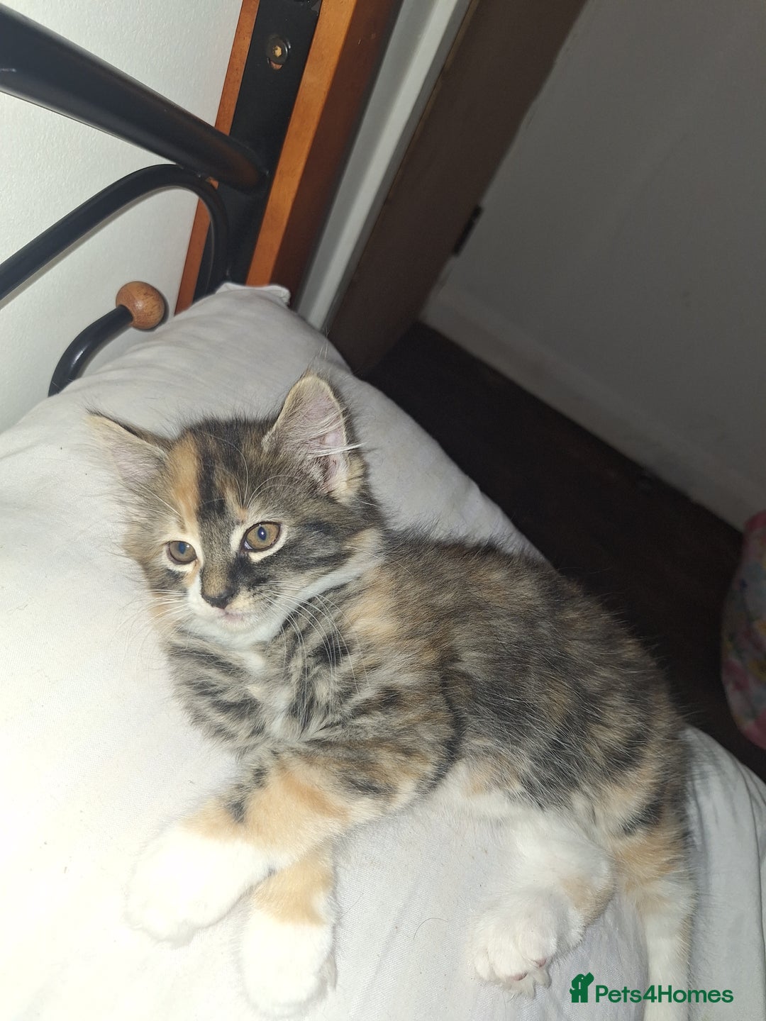 Mixed Breed cats for sale: 6 beautiful kittens soo lovely  - Image 7