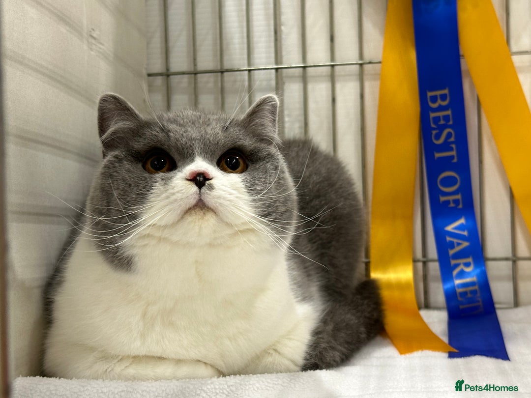 British Shorthair cats for sale: Gorgeous British Kittens - Advert 1