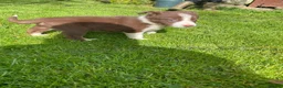 Border Collie dogs for sale: Border collies  - Advert 16