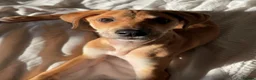 Lurcher dogs for sale: Whippet greyhound saluki  in Dorchester - Advert 5