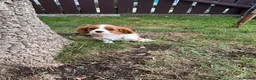 Cavalier King Charles Spaniel dogs for sale: Cavalier King Cha - Advert 19