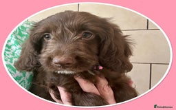 Sproodle dogs for sale: Sproodle puppies, exp breeder, Lancashire  - Image 2