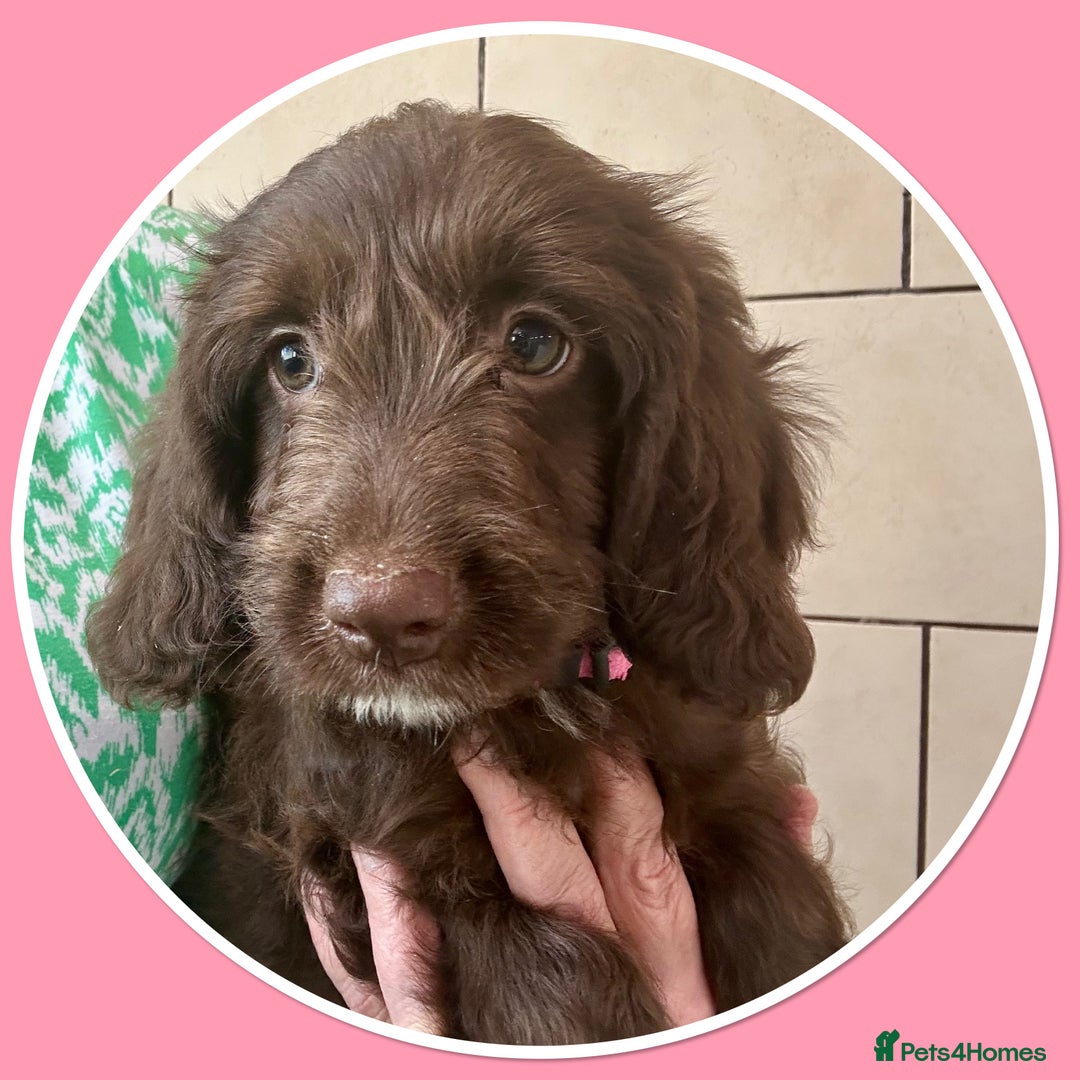 Sproodle dogs for sale: Sproodle puppies, exp breeder, Lancashire  - Image 2