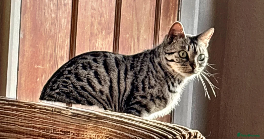 Bengal cats for sale: Full female Bengal needs new home - Advert 1