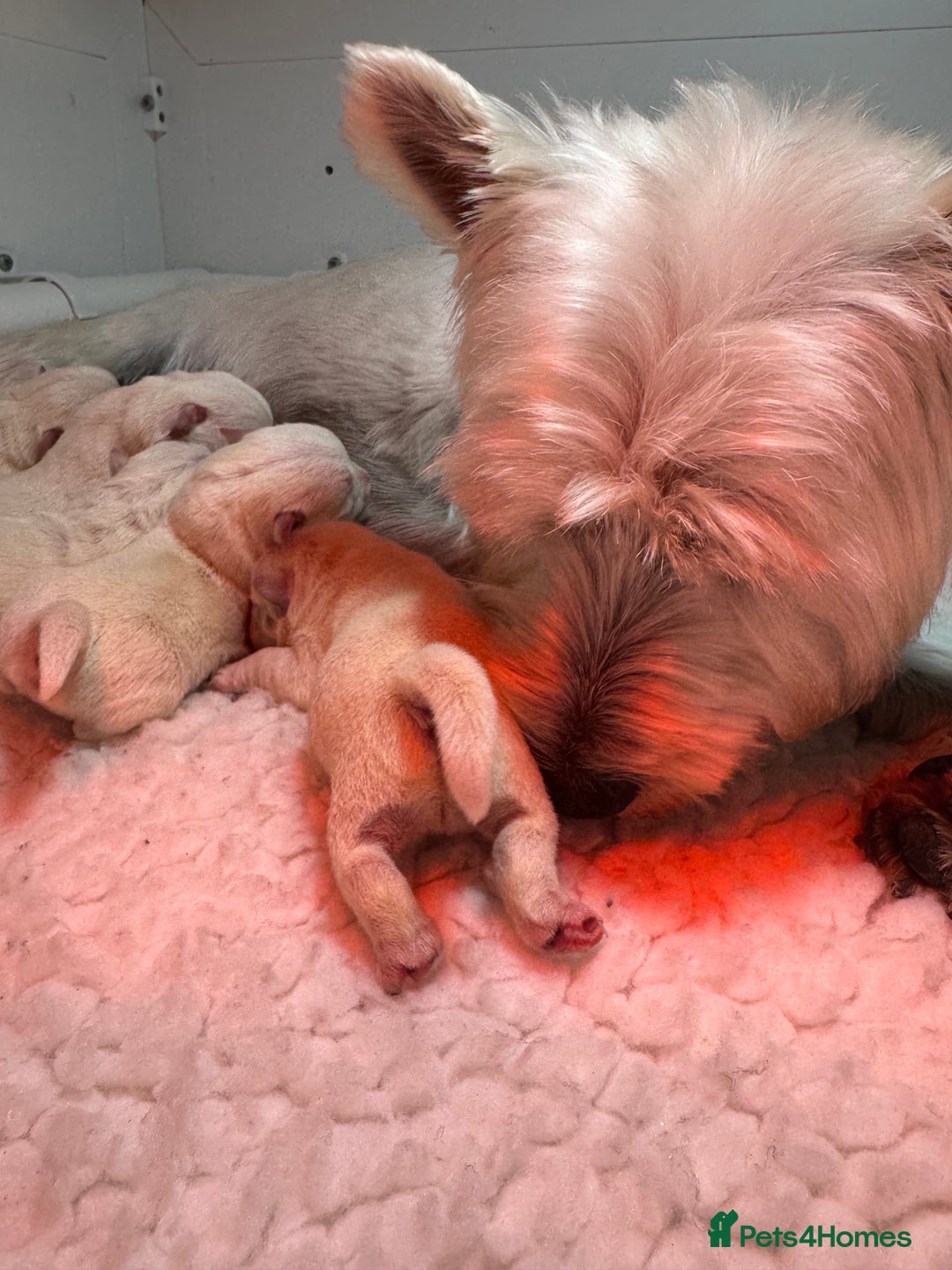 West Highland Terrier dogs for sale: Mr P Bradford  - Image 8