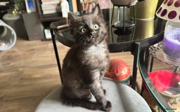 Mixed Breed cats for sale: Stunning kittens (3) - Image 9