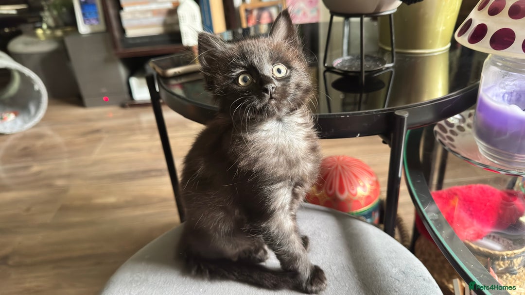 Mixed Breed cats for sale: Stunning kittens (3) - Image 9