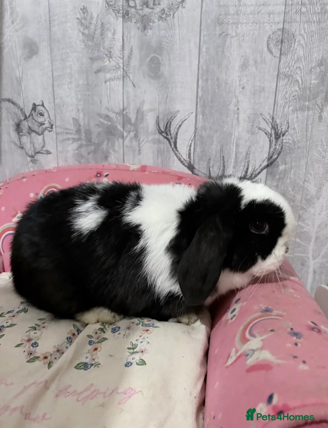 Mini Lop rabbits for sale: Mini lop babies 🐰  - Advert 15