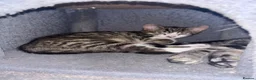 Mixed Breed cats for sale:     5 Playful Bengal Cross Kittens for sale  - Advert 9