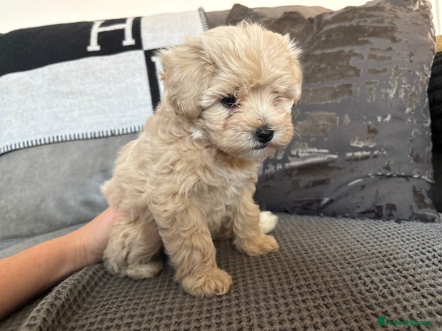 Maltipoo dogs - Advert 2