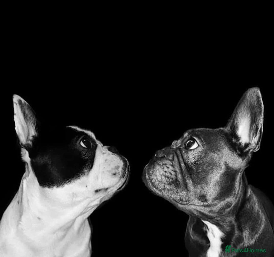 French Bulldog dogs for sale: Beautiful pied French bulldog puppies 🐾  - Image 7