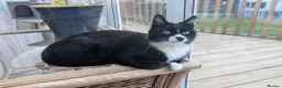 Mixed Breed cats for sale: Beautiful playful boy - Advert 5