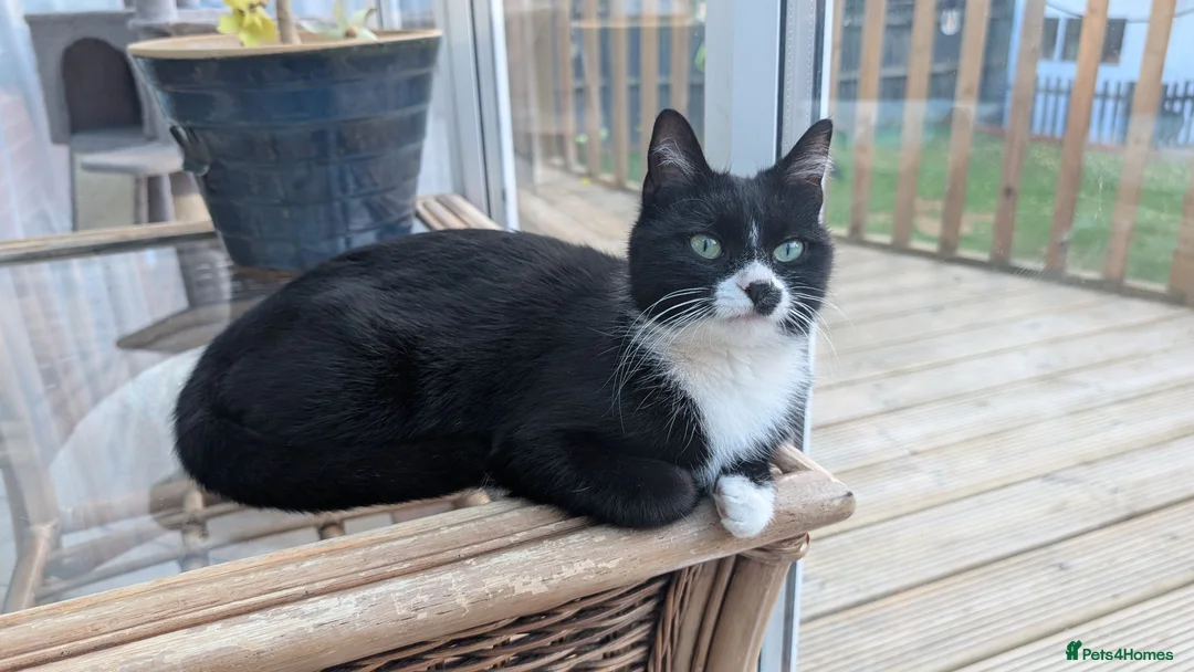 Mixed Breed cats for sale: Beautiful playful boy - Advert 5