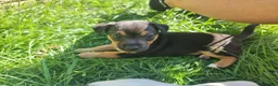 Jack Russell dogs for sale: Jack russel puppies one boy left - Advert 25