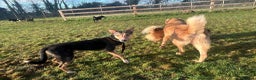 Mixed Breed dogs for adoption: Oscar / Leamington Spa Warwickshire in Leamington Spa - Advert 6