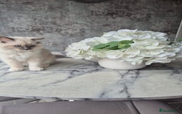Ragdoll cats for sale: *READY TO GO* 1 beautiful girl ragdoll in Liversedge - Image 4