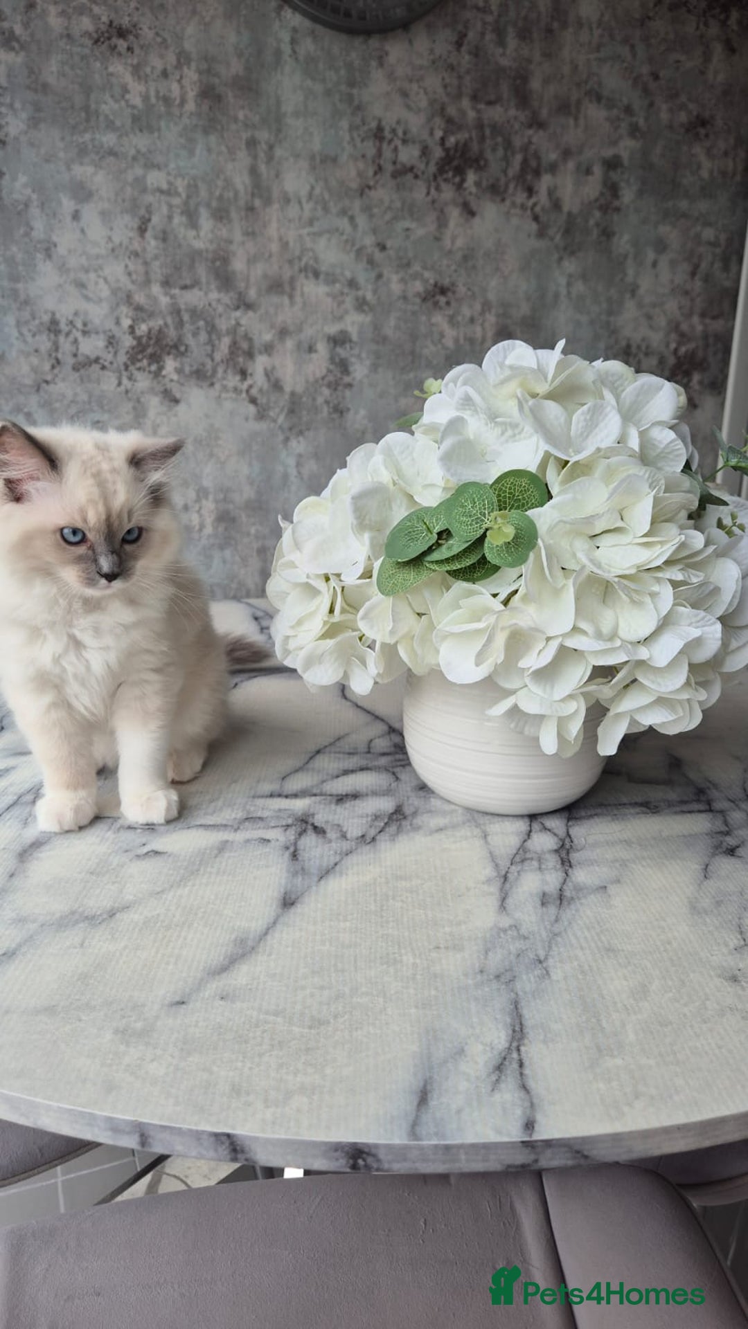 Ragdoll cats for sale: *READY TO GO* 1 beautiful girl ragdoll in Liversedge - Image 4