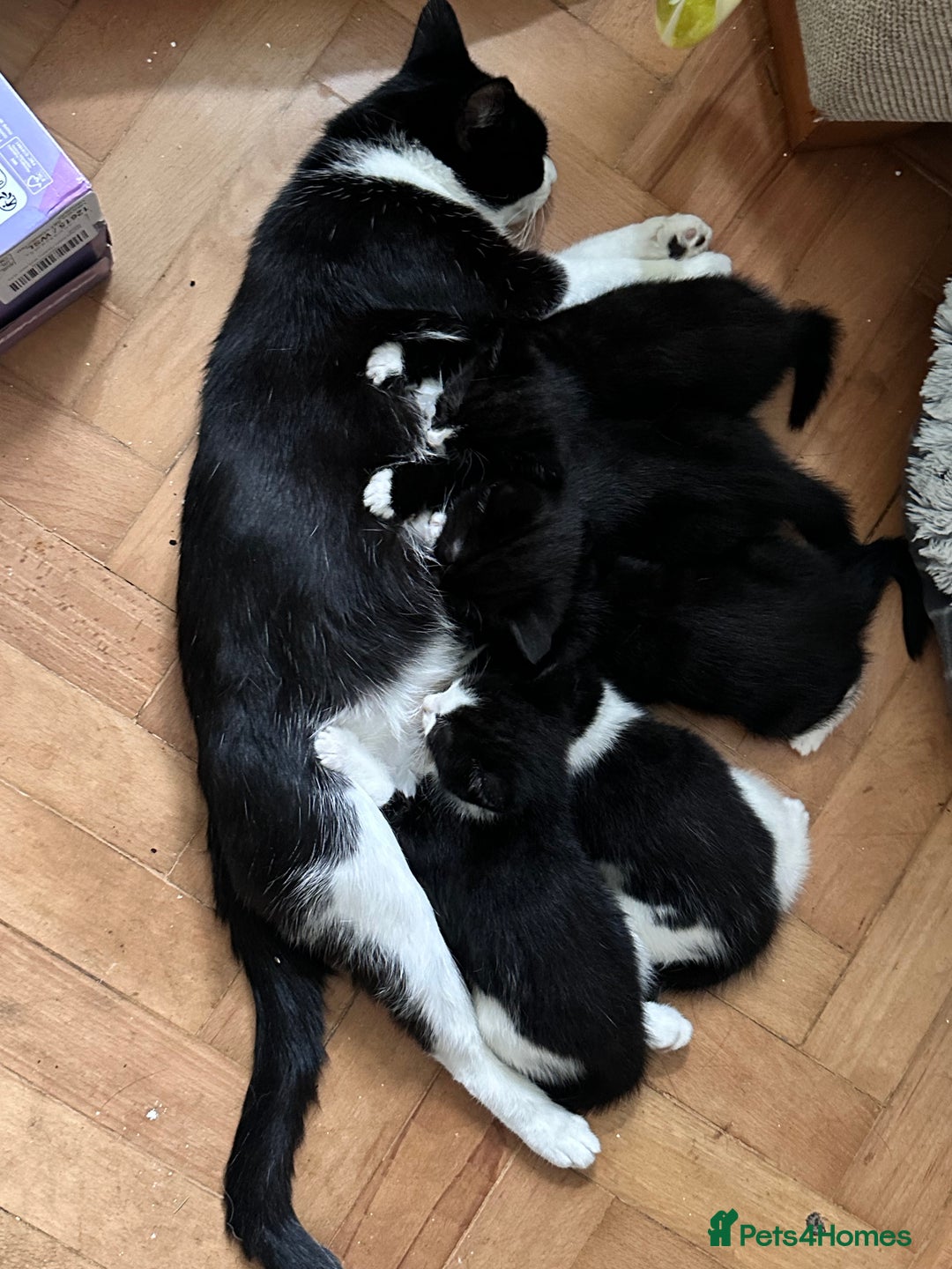 British Shorthair cats for sale: Beautiful tuxedo kittens - Image 2