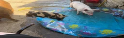 Pig livestock for sale: Kune kune piglets for sale  - Advert 2