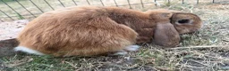 Mini Lop rabbits for sale: Male mini lop for sale  - Advert 4