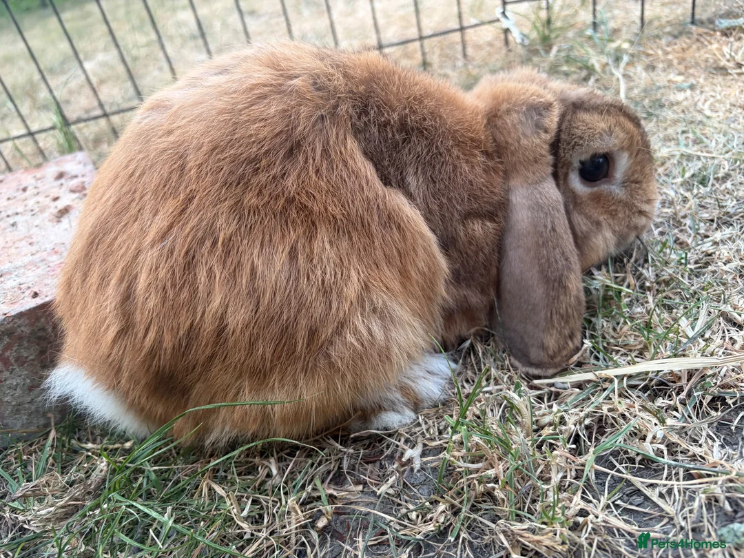 Mini Lop rabbits for sale: Male mini lop for sale  - Advert 4