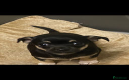 Chihuahua dogs for sale: Beautiful chihuahua female puppy - Image 4