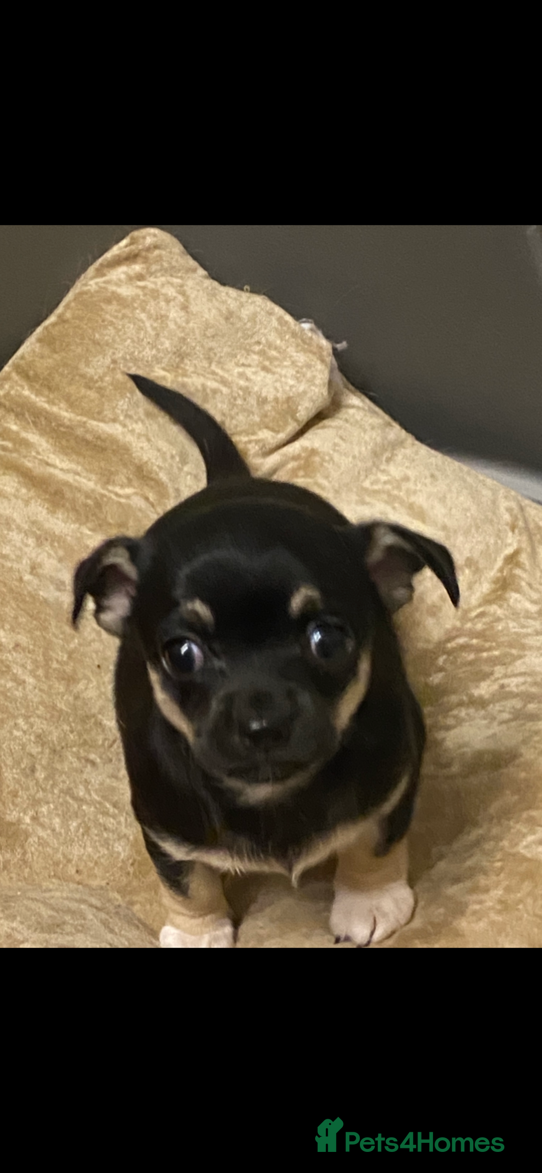 Chihuahua dogs for sale: Beautiful chihuahua female puppy - Image 4