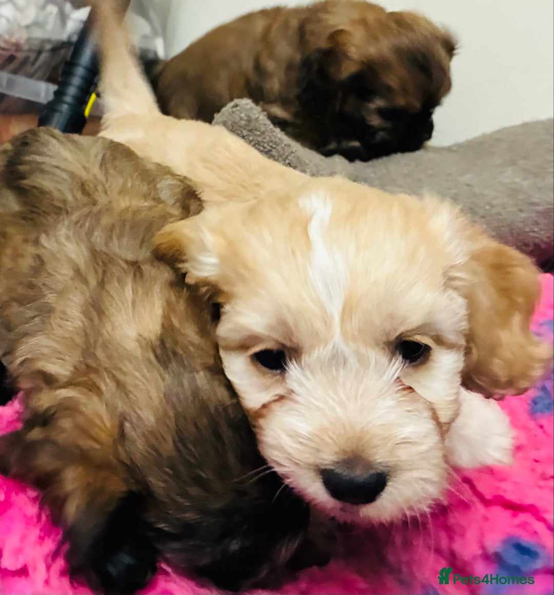 Mixed Breed dogs for sale: 6 Stunning Cock-a-chon puppies  - Advert 26