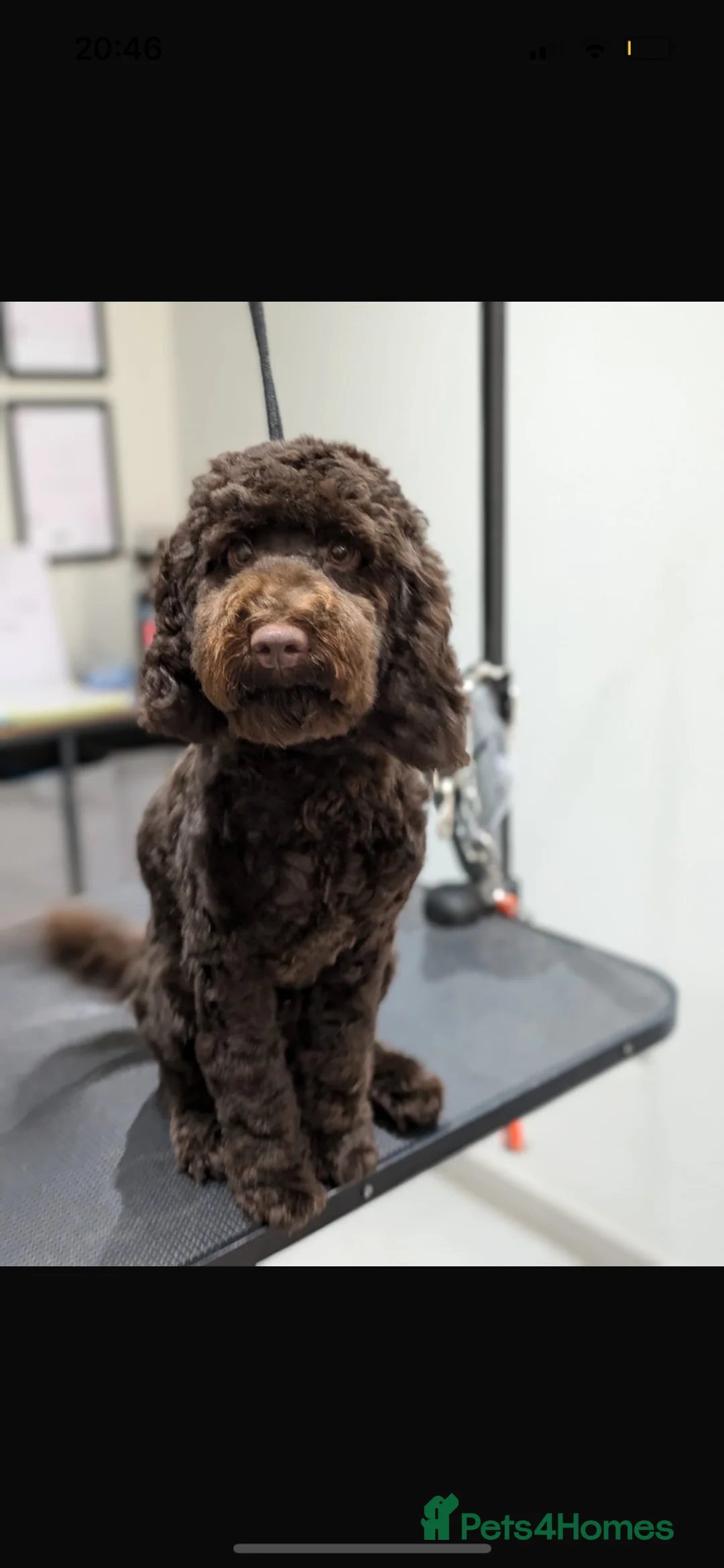 Cockapoo dogs for stud: 🐻 Eddie the Teddy derby Cockapoo Stud in Derby - Advert 2