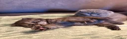 Scottish Fold cats for sale: Adorable 5 Scottish Fold Kittens - Advert 3