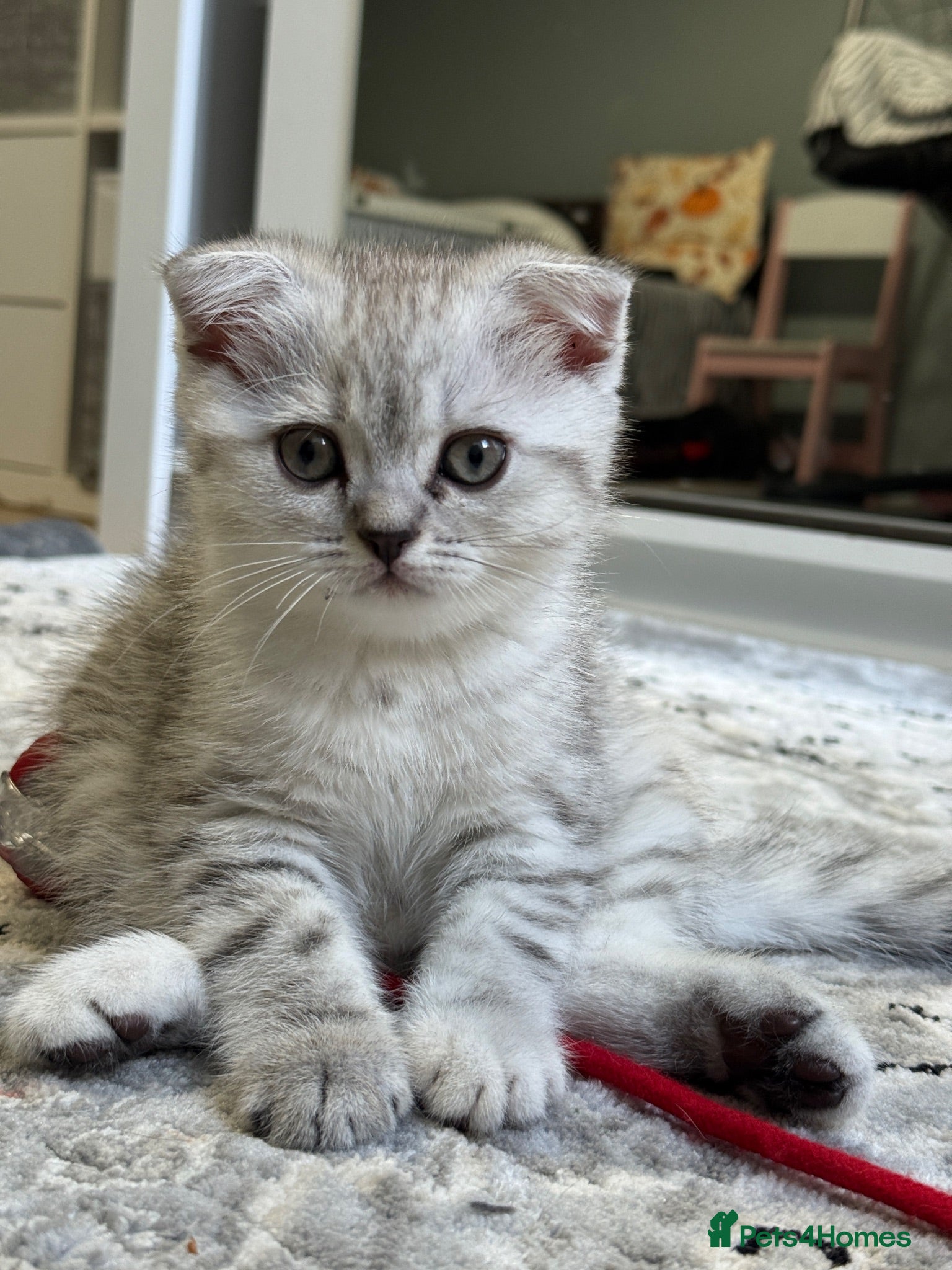 Scottish Fold cats Adorable Scottish Fold Girl Kitten 8 weeks old E18 - Advert 8