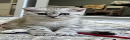 Scottish Fold cats for sale: Adorable Scottish Fold Girl Kitten 8 weeks old E18 - Advert 1