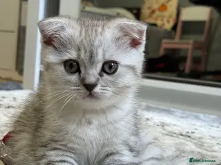 Scottish Fold cats Adorable Scottish Fold Girl Kitten 8 weeks old E18 - Advert 2