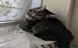 Bengal cats for sale: Purebred Spotted Bengal Kittens Brown Charcoal - Image 31