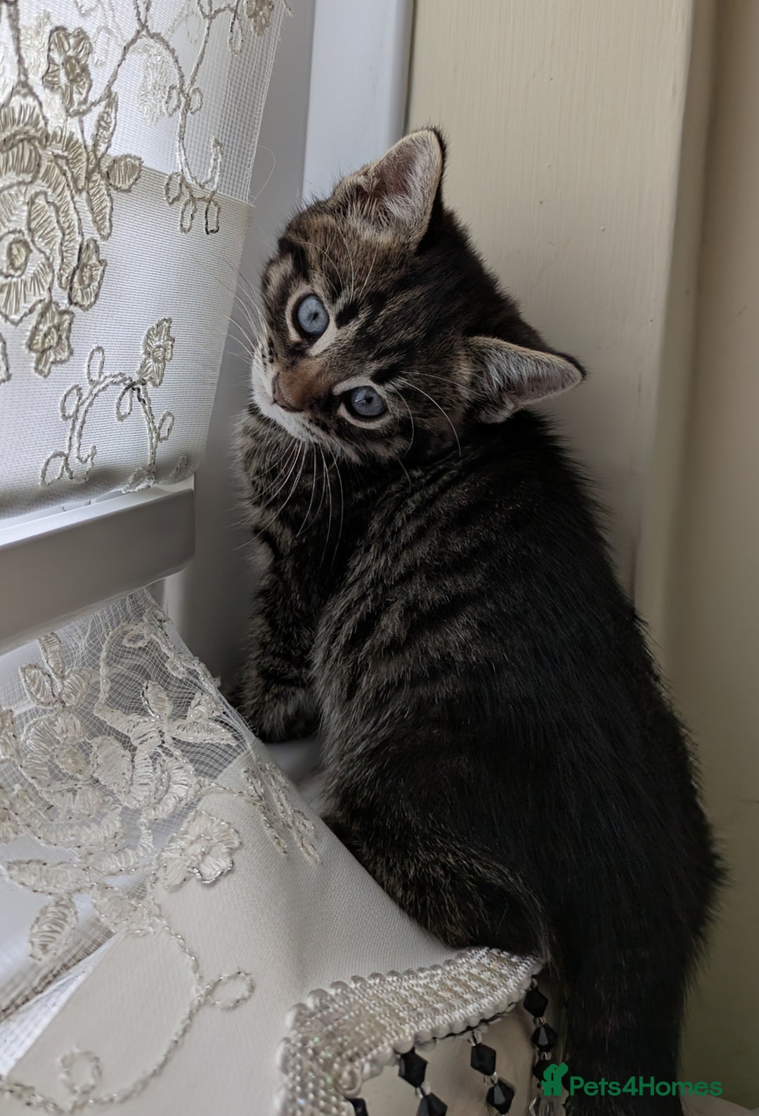 Bengal cats for sale: Purebred Spotted Bengal Kittens Brown Charcoal - Image 31