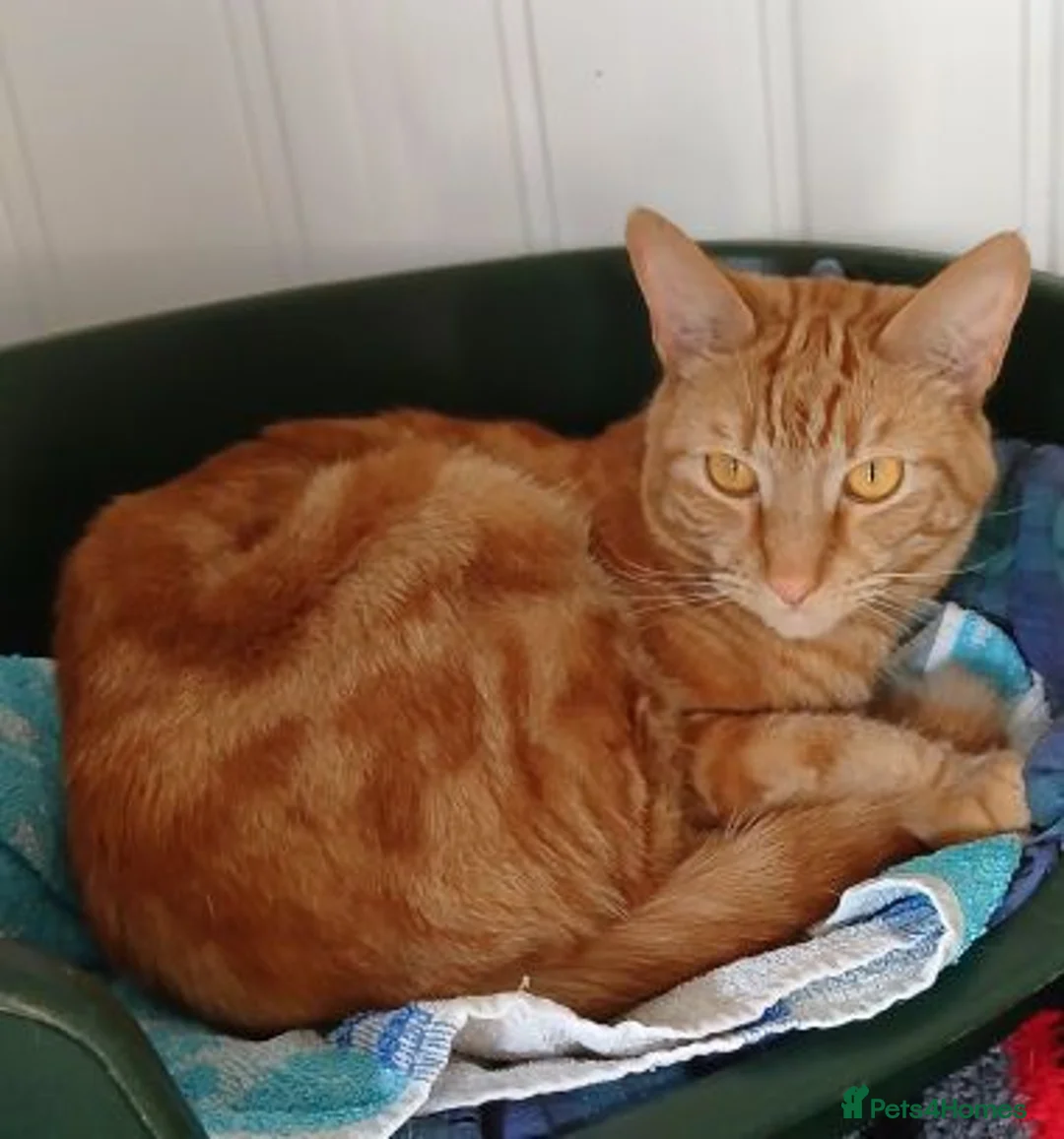 Mixed Breed cats for adoption: JASPER - Advert 3
