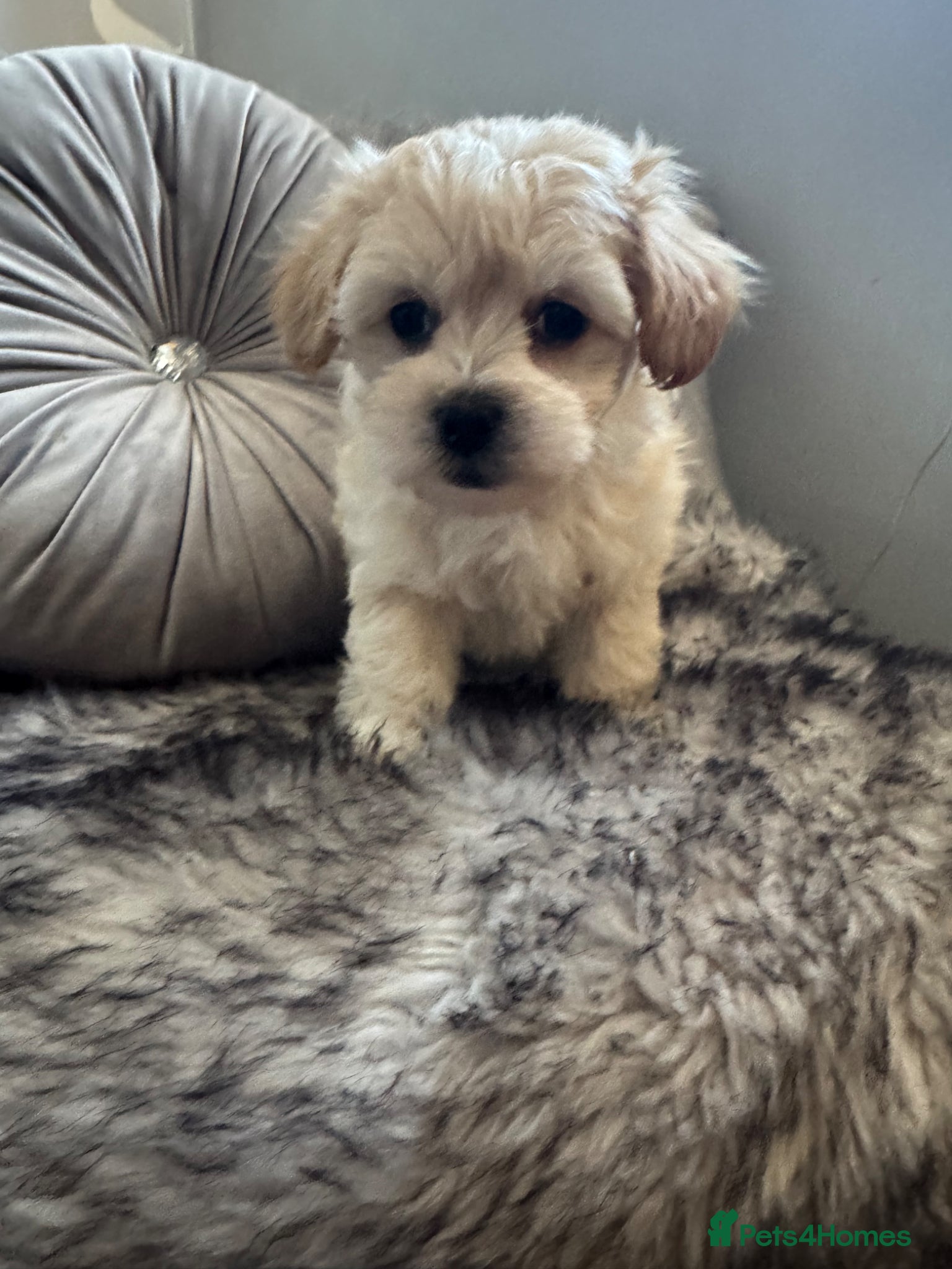 Maltipoo dogs Teddy bear maltipoo puppies  - Advert 12