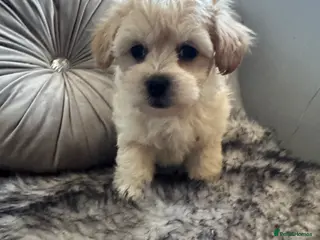 Maltipoo dogs Teddy bear maltipoo puppies - Advert 12