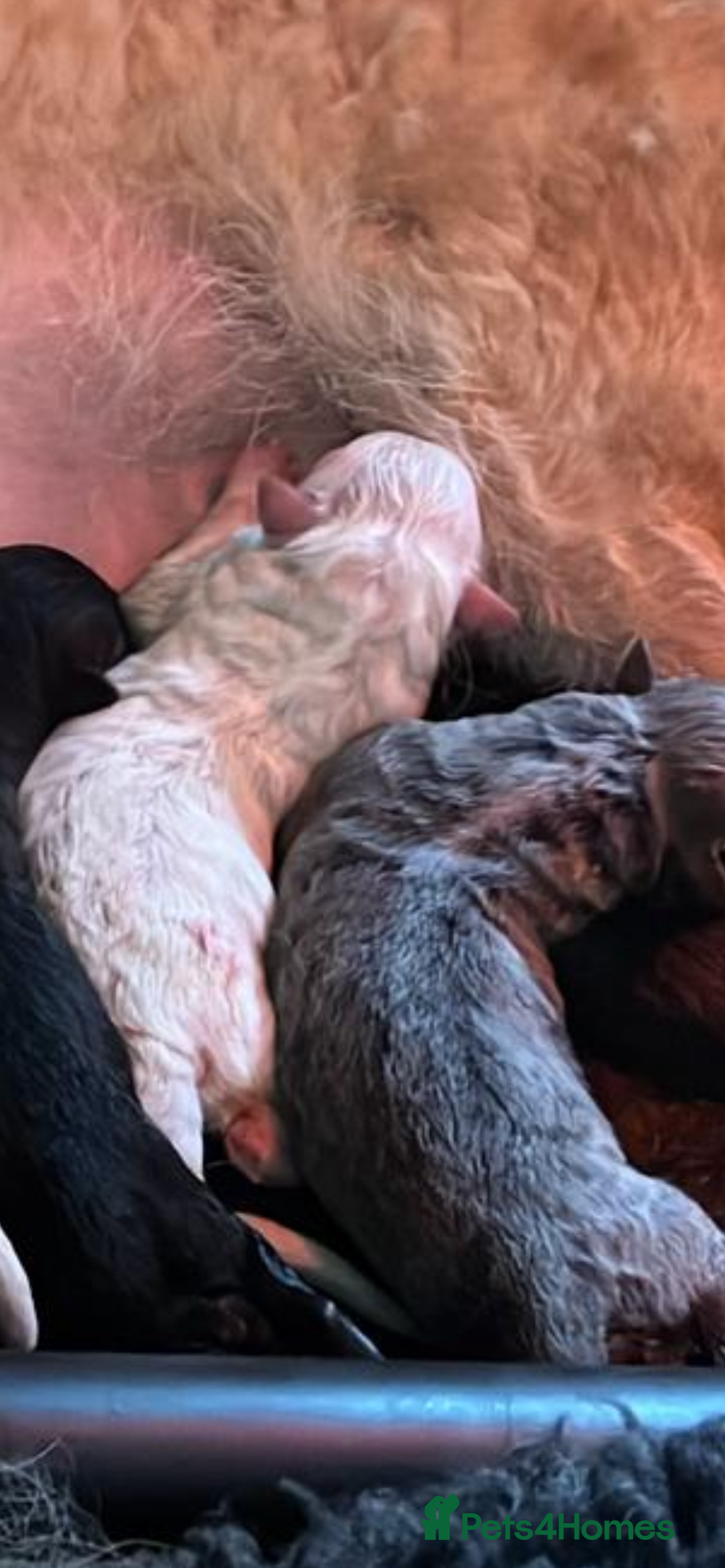 German Shepherd dogs for sale: German Shepherds by Shawhhead Shepherds  - Image 6