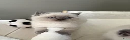 British Shorthair cats for sale: British shorthair Scottish fold kittens  - Advert 9