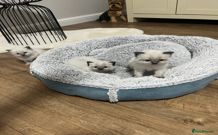 Ragdoll cats - Advert 7