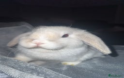 Mini Lop rabbits for sale: READY TO GO Beautiful mini lop rabbit GIRL - Image 1