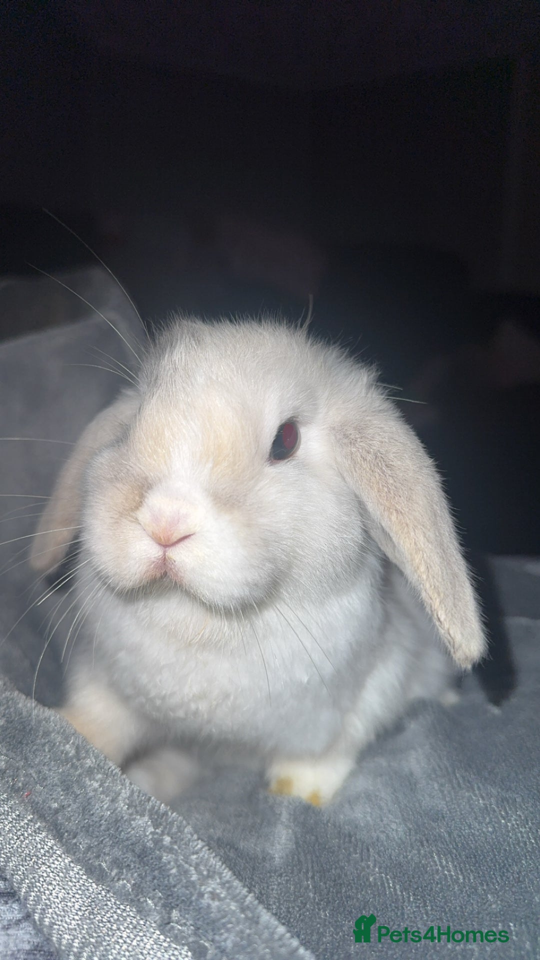 Mini Lop rabbits for sale: READY TO GO Beautiful mini lop rabbit GIRL - Image 1