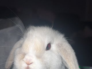 Mini Lop rabbits - Advert 11