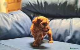 Cockapoo dogs for sale: 🐶🐾PLEASE READ THE FULL ADVERT🐾🐶 - Image 27