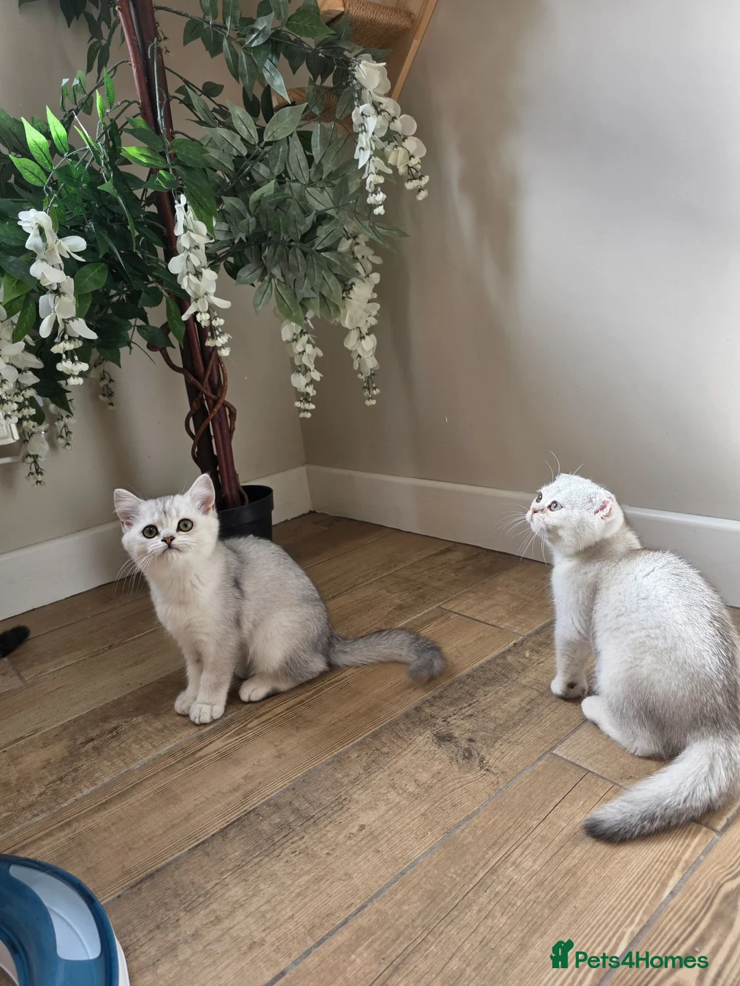Scottish Fold cats for sale: STUNNING PEDIGREE LITTLE GIRL REMAINING - Advert 1