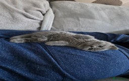 British Shorthair cats for sale: British Shorthair Kittens - 2 girls  - Image 5