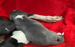 Whippet dogs for sale: KC HEART AND HEALTH TESTED WHIPPETS - Image 4