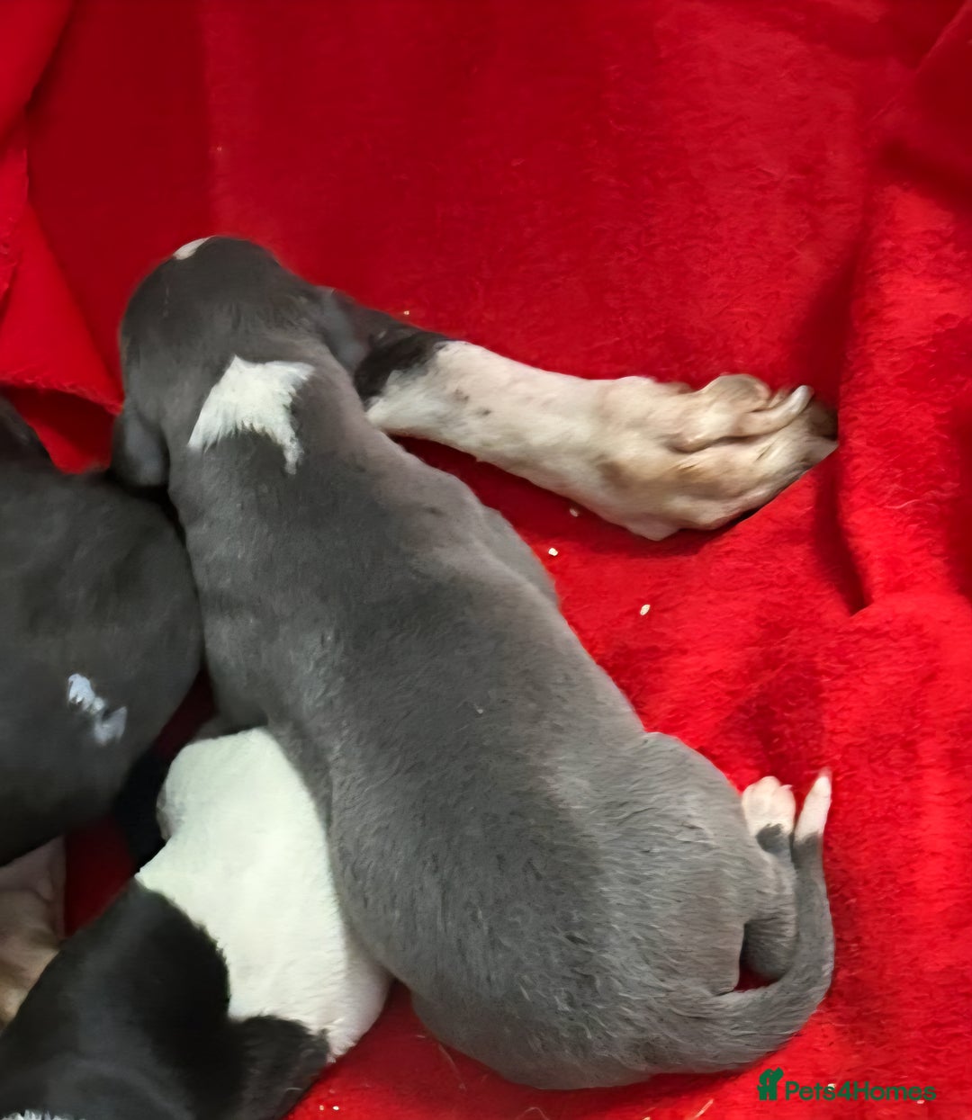Whippet dogs for sale: KC HEART AND HEALTH TESTED WHIPPETS - Image 4